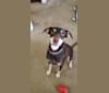 Sheba, a Labrador Retriever and American Pit Bull Terrier mix tested with EmbarkVet.com