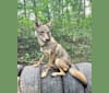 Seeress, a Coyote (6.5% unresolved) tested with EmbarkVet.com