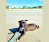 Carter, an American Pit Bull Terrier and Labrador Retriever mix tested with EmbarkVet.com