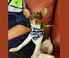 Photo of Pete, a Rat Terrier  in Clearbrook Kennels, Clearbrook Road, Sumas, WA, USA