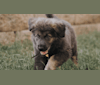 Opal, a German Shepherd Dog and Anatolian Shepherd Dog mix tested with EmbarkVet.com