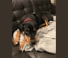 Photo of Olive, a Rottweiler, Boxer, Siberian Husky, and Labrador Retriever mix in USA