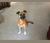 Photo of Susie, a Labrador Retriever, Chihuahua, Boxer, and Australian Cattle Dog mix in Knoxville, Tennessee, USA