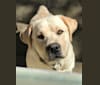 Photo of Bentley, a Labrador Retriever  in Silver Brook Labs, Jackie Drive, Ludlow, MA, USA