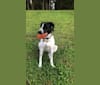 Photo of Callie, a Treeing Walker Coonhound, Border Collie, and Great Pyrenees mix in Bethpage, Tennessee, USA