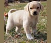 Photo of Neddy, a Miniature Schnauzer, Labrador Retriever, German Shepherd Dog, Pekingese, and Mixed mix in Pennington, NJ, USA