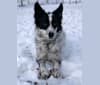 Teela, a Central Asian Village Dog tested with EmbarkVet.com