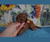 ZEBI, a Poodle (Small) tested with EmbarkVet.com