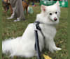 JACKIE, a Pomeranian and American Eskimo Dog mix tested with EmbarkVet.com