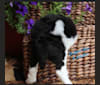 Jagger Blu, a Poodle (Standard) tested with EmbarkVet.com