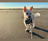 Photo of Dolly Barkon, a Chihuahua, Maltese, and Poodle (Small) mix in Rhode Island, USA