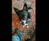 Cassie, a German Shepherd Dog and Border Collie mix tested with EmbarkVet.com
