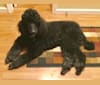 Smoky Bear Cupp, a Poodle (Standard) tested with EmbarkVet.com