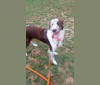 Maple, a German Shorthaired Pointer and Chow Chow mix tested with EmbarkVet.com
