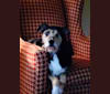 Mandy, a German Shepherd Dog and Labrador Retriever mix tested with EmbarkVet.com