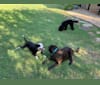 Luna, a Staffordshire Terrier and Border Collie mix tested with EmbarkVet.com