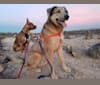 Walter, a German Shepherd Dog and Akita mix tested with EmbarkVet.com