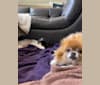 Photo of Chips, a Pomeranian  in Florida, USA