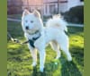 Haley, a Japanese or Korean Village Dog and Akita Inu mix tested with EmbarkVet.com
