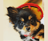 Kovu, a Pomeranian and Chihuahua mix tested with EmbarkVet.com