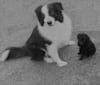 Photo of Lekszi, a Vizsla, Russell-type Terrier, German Shepherd Dog, and Mixed mix in Antwerpen, Vlaanderen, België