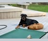 Grayce Hiza, a Rottweiler tested with EmbarkVet.com