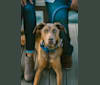 Kylo Ren, a Doberman Pinscher and German Shepherd Dog mix tested with EmbarkVet.com