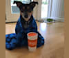 Biscuit aka Biz, a Chihuahua and Rat Terrier mix tested with EmbarkVet.com