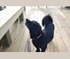 Samson, a Pekingese and Labrador Retriever mix tested with EmbarkVet.com