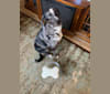 Colton, a Labrador Retriever and Beagle mix tested with EmbarkVet.com