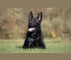 Ben, a German Shepherd Dog tested with EmbarkVet.com