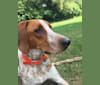 Theodore, an American English Coonhound and Doberman Pinscher mix tested with EmbarkVet.com