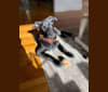 Ragnar, a Norwegian Elkhound and Golden Retriever mix tested with EmbarkVet.com