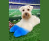 Watson, a Miniature Schnauzer tested with EmbarkVet.com