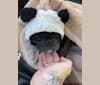 Gianna, a French Bulldog tested with EmbarkVet.com