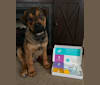 Lenny, a Rottweiler and American Pit Bull Terrier mix tested with EmbarkVet.com