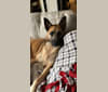 Kyro, a German Shepherd Dog and Australian Cattle Dog mix tested with EmbarkVet.com