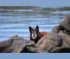 Luna, a Siberian Husky and Labrador Retriever mix tested with EmbarkVet.com