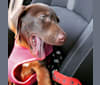 Photo of Lily Sailor Fargis, a Labrador Retriever and Beagle mix in Kentucky, USA