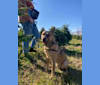 Melvin, an Australian Cattle Dog tested with EmbarkVet.com