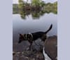 Kida, a Labrador Retriever and Australian Cattle Dog mix tested with EmbarkVet.com