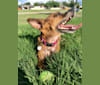 Pearl, a Chihuahua and Rat Terrier mix tested with EmbarkVet.com