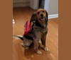Jiro, a Beagle and Labrador Retriever mix tested with EmbarkVet.com