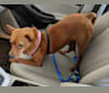 Rosie, a Rat Terrier and Chinese Shar-Pei mix tested with EmbarkVet.com
