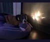 Opie, an American Bulldog tested with EmbarkVet.com