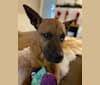 Emma, a Staffordshire Terrier and Chow Chow mix tested with EmbarkVet.com