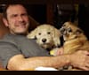 Finley, a Poodle (Small) and Labrador Retriever mix tested with EmbarkVet.com