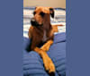 Marlo, a Dachshund and Labrador Retriever mix tested with EmbarkVet.com
