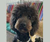 Onyx, a Poodle (Standard) and Australian Shepherd mix tested with EmbarkVet.com