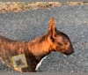 Bhakti At Lake Sai Linea Luna, a Miniature Bull Terrier tested with EmbarkVet.com